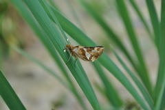 Carterocephalus avanti