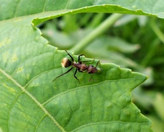 Camponotus rosariensis