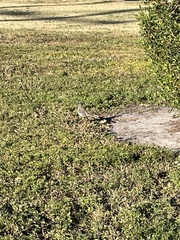 Mimus polyglottos image