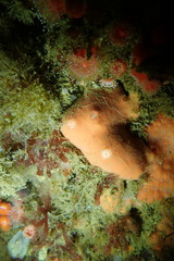 Clathria microjoanna