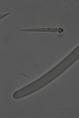 Clathria microjoanna