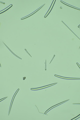 Clathria microjoanna