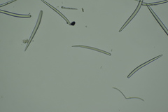 Clathria microjoanna