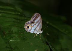 Chloreuptychia chlorimene