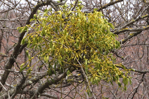 European mistletoe