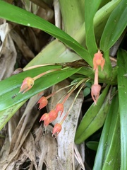Maxillaria coccinea