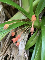 Maxillaria coccinea