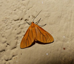 Eudulini