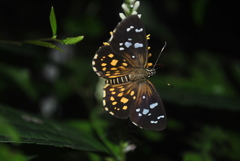 Celaenorrhinus maculosa