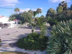 Pseudophoenix sargentii