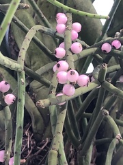 Rhipsalis grandiflora