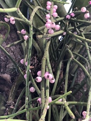 Rhipsalis grandiflora