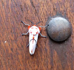 Trosia nigropunctigera