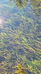 Sagittaria kurziana