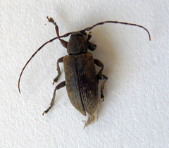 Oopsis oblongipennis
