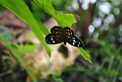 Celaenorrhinus maculosa