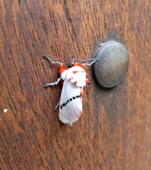 Trosia nigropunctigera