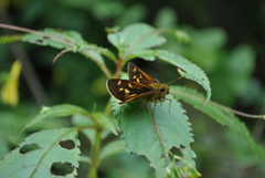 Ochlodes flavomaculata