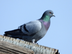 Columba livia