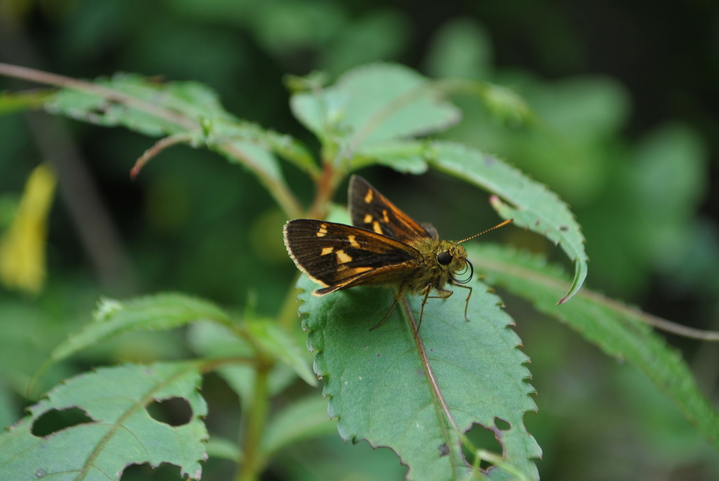Ochlodes flavomaculata