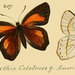 Erythia catoleuce - Photo 
Jacob Hübner, no known copyright restrictions (public domain)