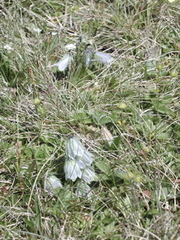 Campanula alpina
