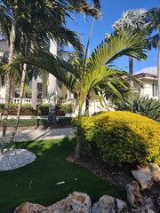 Chambeyronia macrocarpa