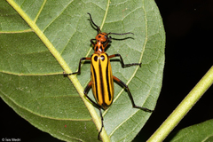 Pyrota vittigera