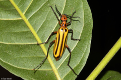 Pyrota vittigera