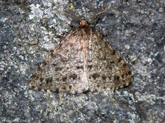 Pseudocoremia terrena