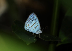Caeruleuptychia