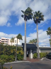 Washingtonia × filibusta