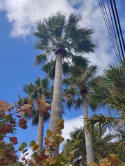 Washingtonia × filibusta