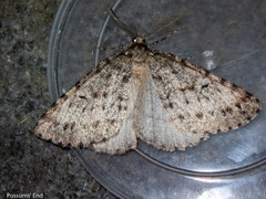 Pseudocoremia terrena