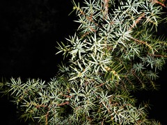 Juniperus communis hemisphaerica