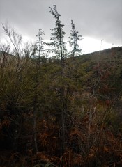 Juniperus communis hemisphaerica