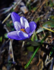 Crocus carpetanus