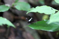 Notocrypta feisthamelii