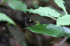 Notocrypta feisthamelii