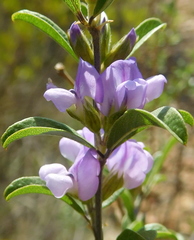 Psoralea rubicunda
