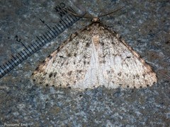 Pseudocoremia terrena