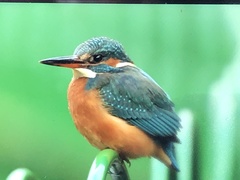 Alcedo atthis