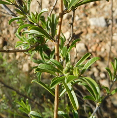 Psoralea rubicunda