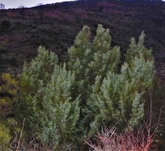 Juniperus communis hemisphaerica