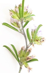 Psoralea rubicunda