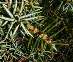 Juniperus communis hemisphaerica