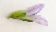 Psoralea rubicunda