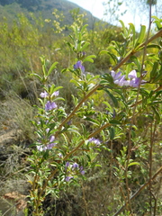 Psoralea rubicunda