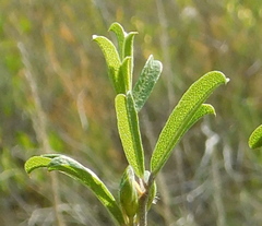 Psoralea rubicunda