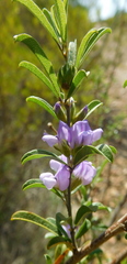 Psoralea rubicunda